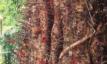 ചോറ്റാനിക്കര വടമരത്തിലെ പാവകൾ: വിശ്വാസമോ… ഭയമോ… അതോ ഒരു മനസ്സിന്റെ നിലവിളിയോ?