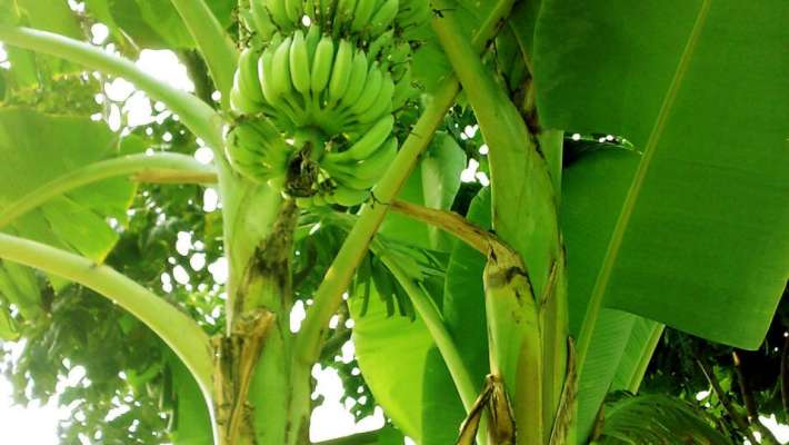റോഡിലെ കുഴിക്ക് അപായ സൂചനയായി വെച്ച വാഴ കുലച്ചു 